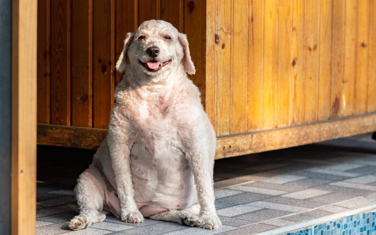 cão obeso