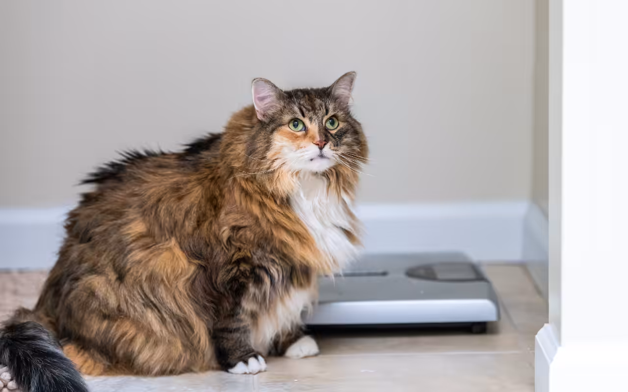 Pesquisa aponta que 60% dos cães e gatos estão obesos no mundo