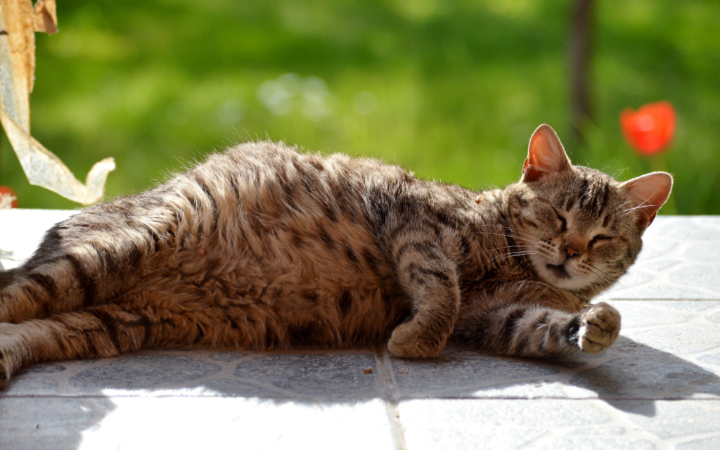 Quais as preparações essenciais para o parto de gatas e cadelas?