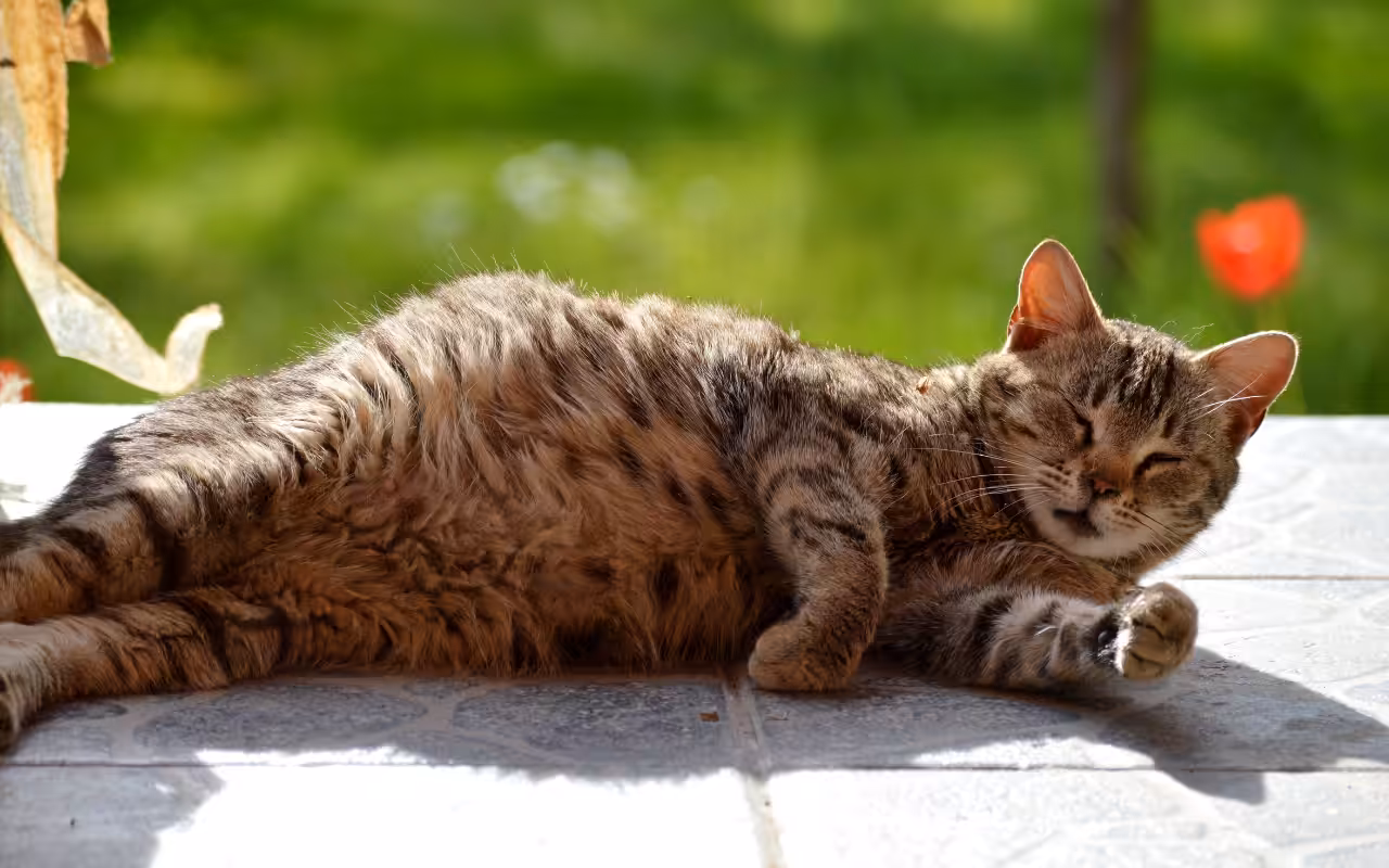 Quais as preparações essenciais para o parto de gatas e cadelas?
