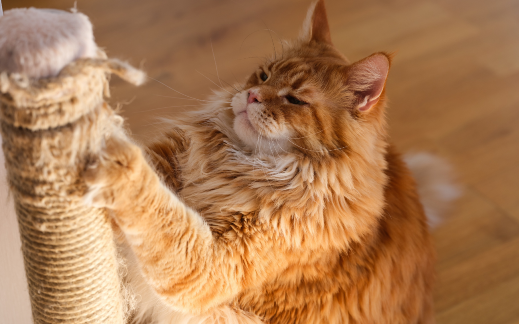 Veterinária faz alerta sobre o risco dos arranhões de gatos e transmissão de doenças