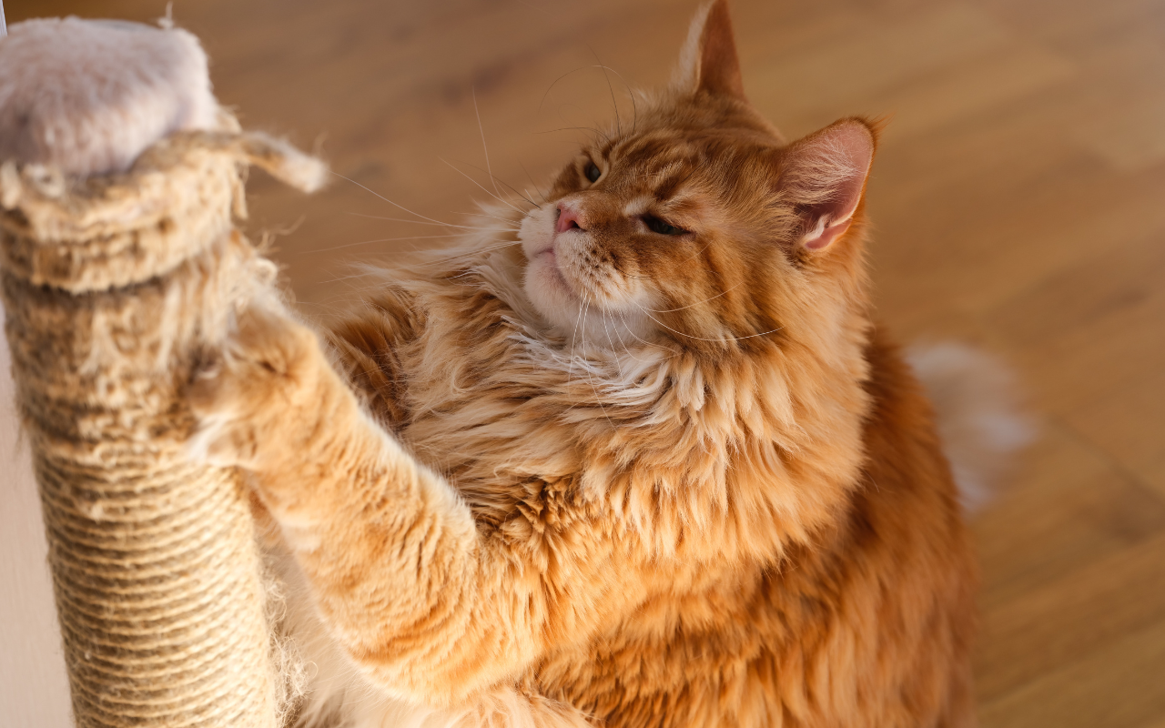 Veterinária faz alerta sobre o risco dos arranhões de gatos e transmissão de doenças