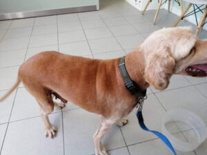 alopecia