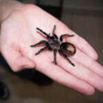 aranha na mão de uma pessoa