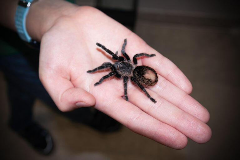 aranha na mão de uma pessoa