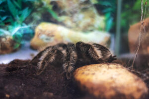 Aranha no terrario