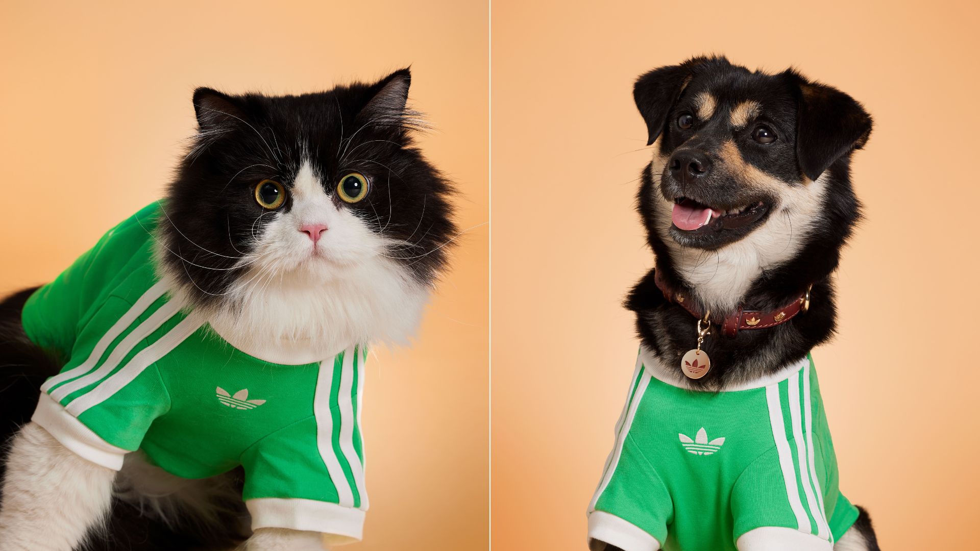 Adidas Originals lança coleção de roupas e acessórios para pets