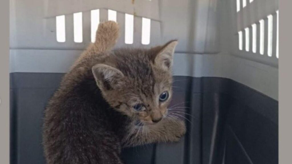 Adolescente é apreendido no Maranhão suspeito de torturar mais de 200 filhotes de gatos
