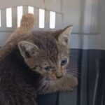 Adolescente é apreendido no Maranhão suspeito de torturar mais de 200 filhotes de gatos