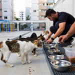 Agora é lei cuidadores de animais de rua ganham proteção do MMA