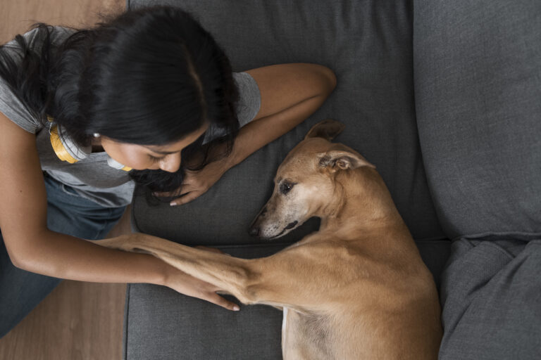 Agora há lei para compartilhar os pets na separação