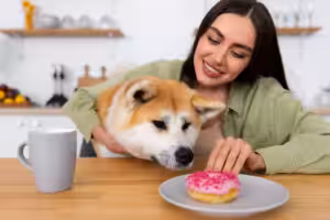 Akita tentando roubar um donut