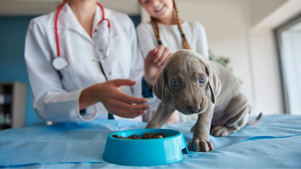Além da nutrição como os alimentos úmidos coadjuvantes podem contribuir para o tratamento de cães e gatos