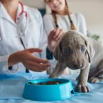 Além da nutrição como os alimentos úmidos coadjuvantes podem contribuir para o tratamento de cães e gatos