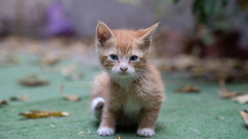 Alerta no mercado pet: projeto de lei quer proibir feiras clandestinas e impor regras severas para venda de cães e gatos