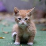 Alerta no mercado pet: projeto de lei quer proibir feiras clandestinas e impor regras severas para venda de cães e gatos