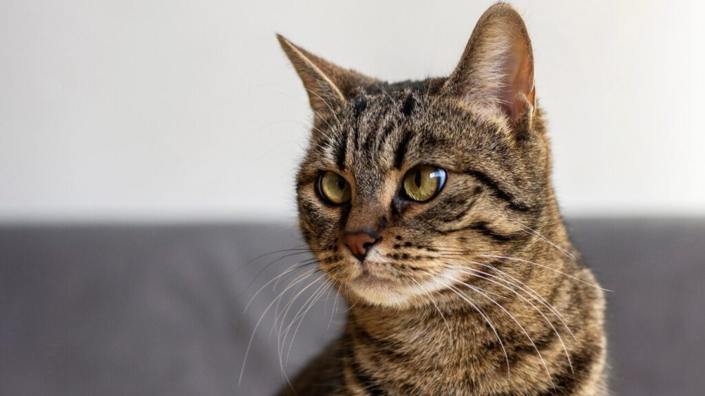 Alerta vermelho vírus letal e altamente contagioso em gatos se espalha no sul da Flórida