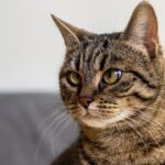 Alerta vermelho vírus letal e altamente contagioso em gatos se espalha no sul da Flórida
