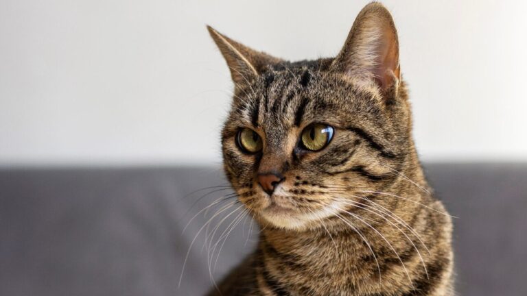 Alerta vermelho vírus letal e altamente contagioso em gatos se espalha no sul da Flórida