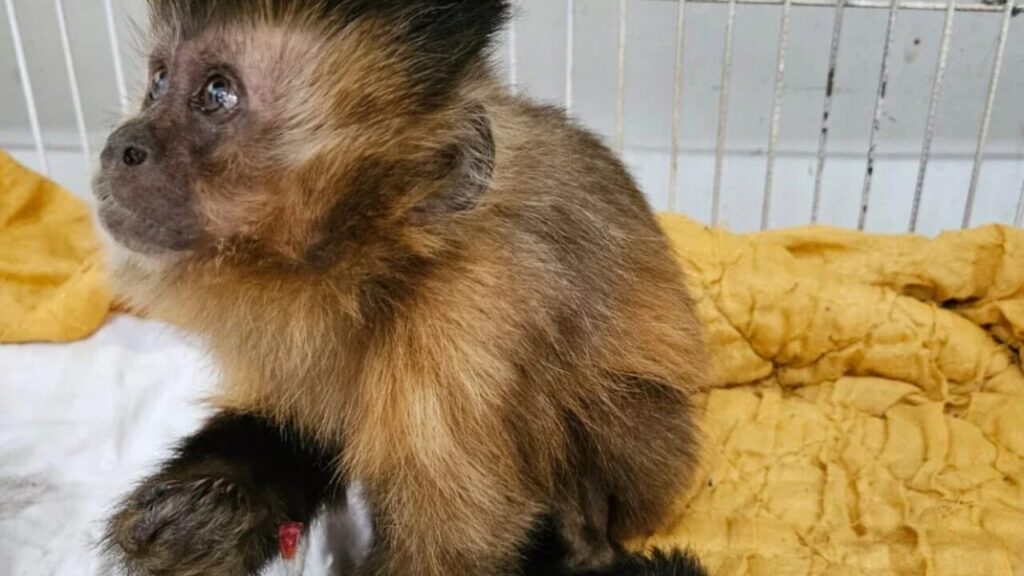 Alimentada por visitantes em parque, macaca com diabetes morre após complicações em MG