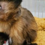 Alimentada por visitantes em parque, macaca com diabetes morre após complicações em MG