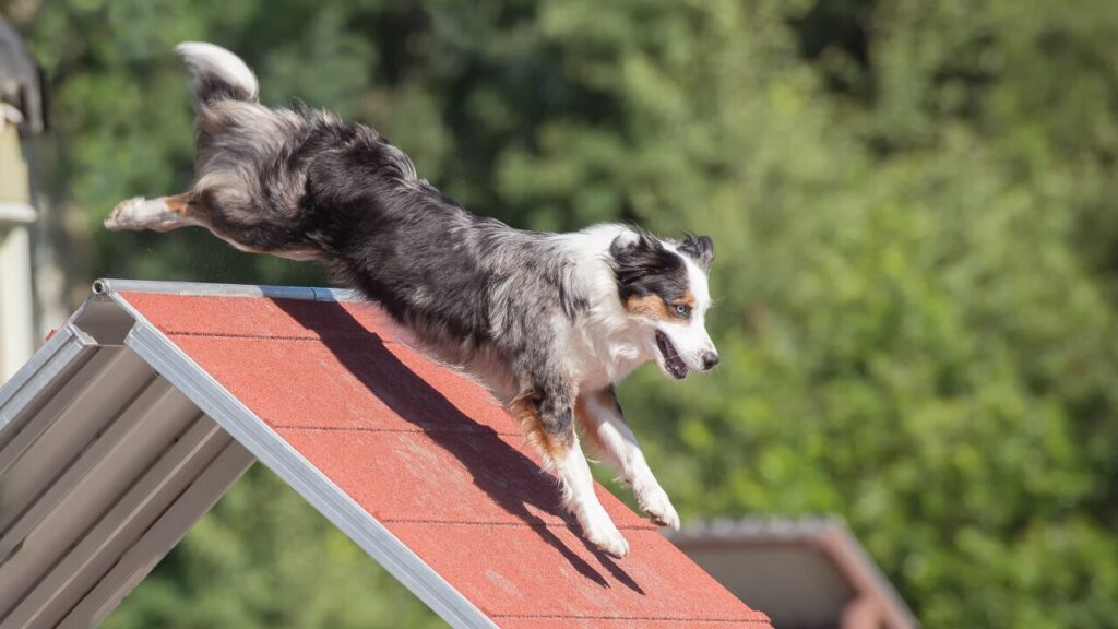 Alimento de alta performance garante nutrição estratégica para cães com elevada demanda física