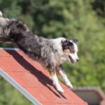 Alimento de alta performance garante nutrição estratégica para cães com elevada demanda física