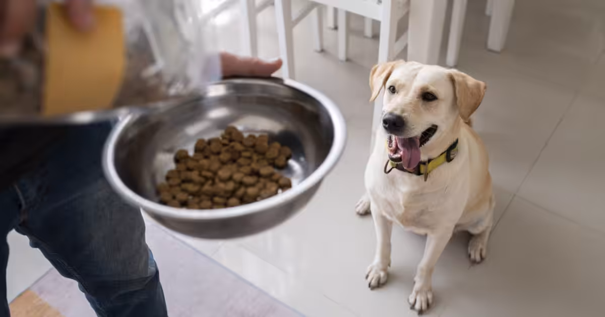 Como a alimentação adequada influencia a saúde e o bem-estar dos animais?