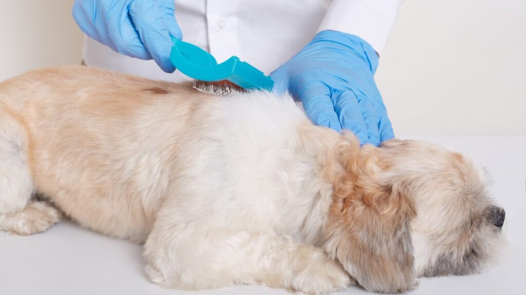 Alopecia areata em cães: entenda a evolução e os desafios do tratamento