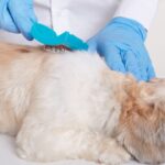 Alopecia areata em cães: entenda a evolução e os desafios do tratamento