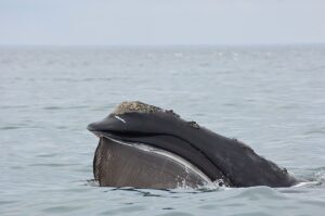 Baleia