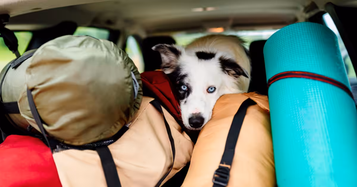 Férias com ou sem o pet: saiba como garantir o bem-estar do seu animal durante a viagem