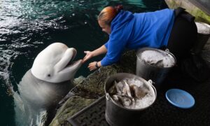 Beluga morre