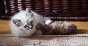 Guia de raças: Gato Birmanês