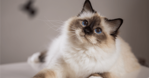 Guia de raças: Gato Birmanês