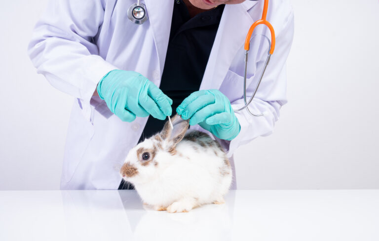 Botucatu vai ganhar centro inédito para tratamento de animais silvestres em parceria com a Unesp