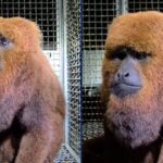 Bugio-ruivo ameaçado de extinção é resgatado em telhado de casa em Piedade (SP)