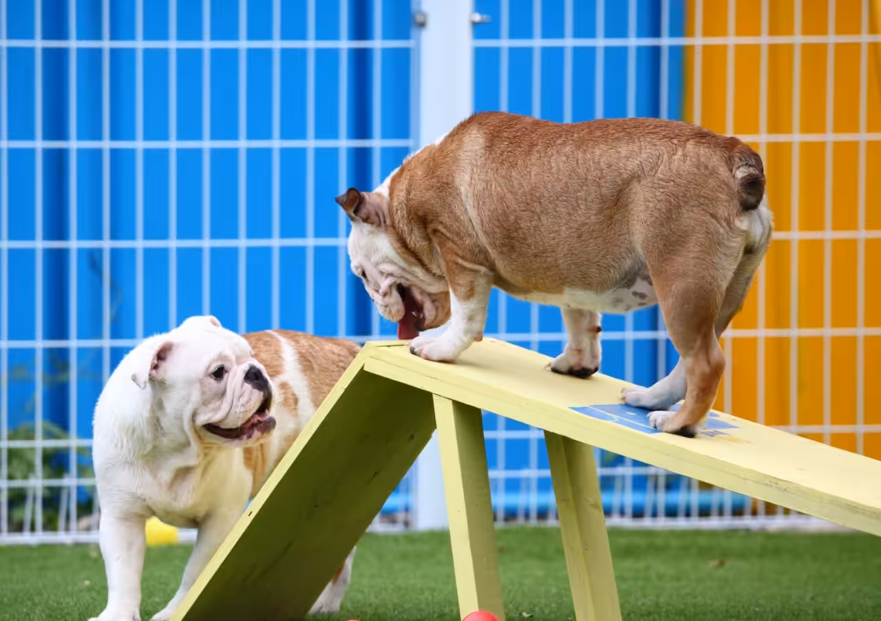 Creche para cães: o que você precisa saber antes de matricular seu pet