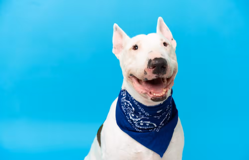 Campanha Novembro Azul alerta para o câncer de próstata em pets