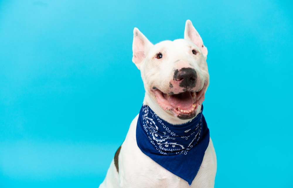 Campanha Novembro Azul alerta para o câncer de próstata em pets