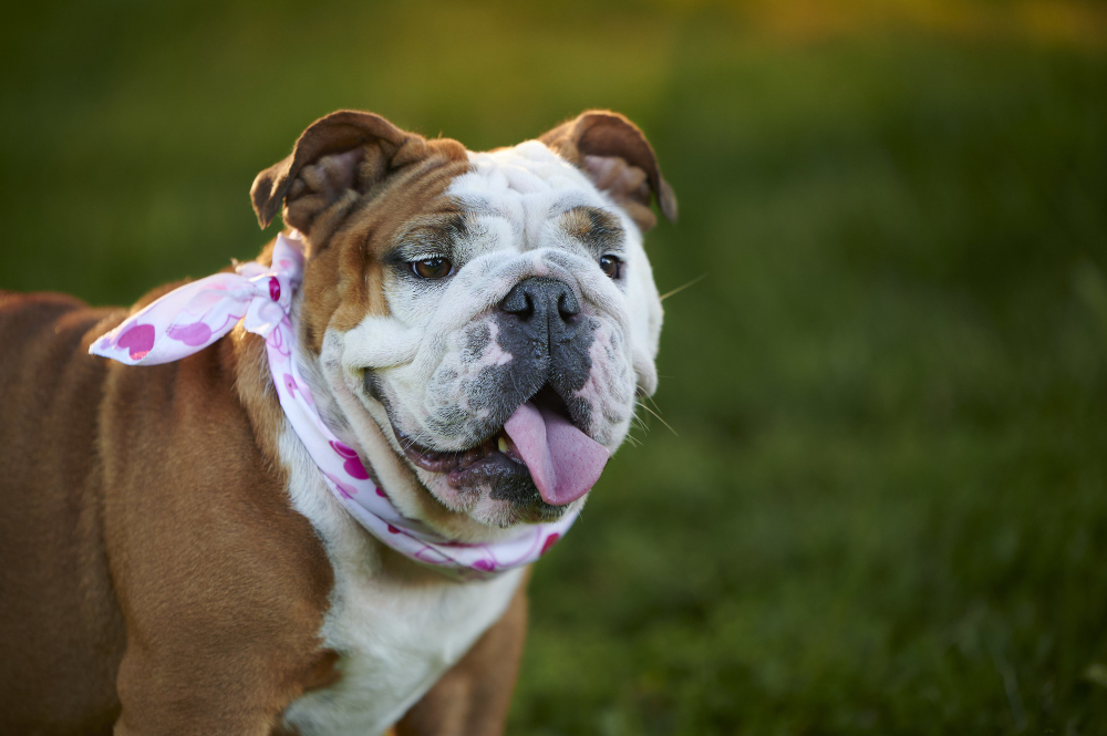 Britânicos preferem cães de raças braquicefálicas com traços menos acentuados