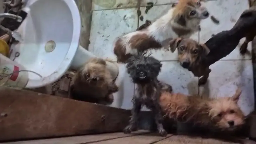 Busca por cão perdido leva à descoberta de 70 animais em situação de maus-tratos em São José do Rio Preto