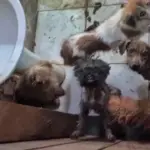Busca por cão perdido leva à descoberta de 70 animais em situação de maus-tratos em São José do Rio Preto