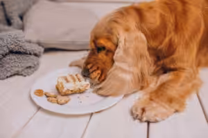 CACHORRO COCKER COMENDO RESTOS DE COMIDA