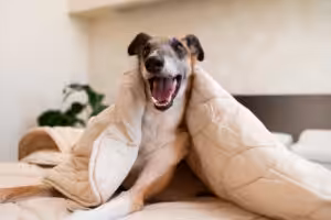 Estudo aponta que tutores mais calmos facilitam na adaptação dos cachorros à solidão