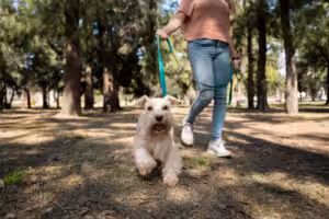 CACHORRO PASSEANDO NO PARQUE