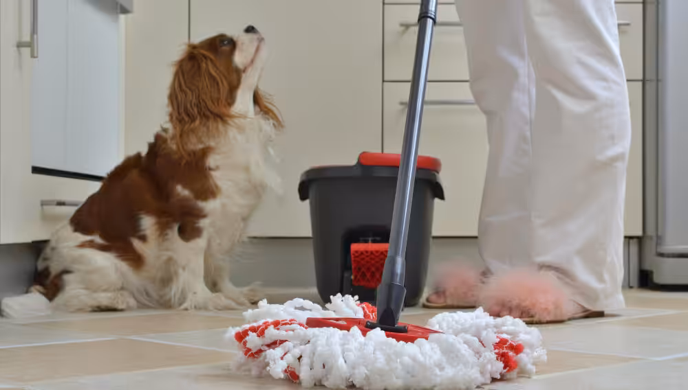 Uso inadequado de produtos de limpeza compromete a saúde dos animais de estimação