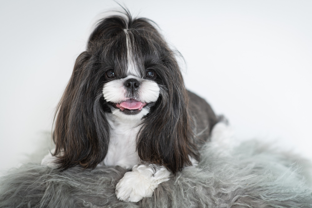 Alimentação balanceada garante a saúde do pelo e da pelagem dos cães