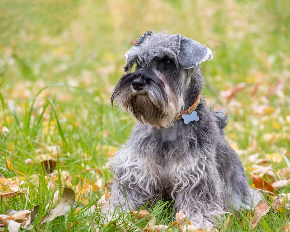 Estudo identifica quais raças de cães possuem maior predisposição ao feocromocitoma
