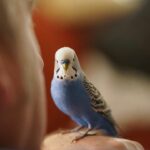 CFMV estabelece critérios técnicos e éticos para o aparo de penas de voo em aves de companhia